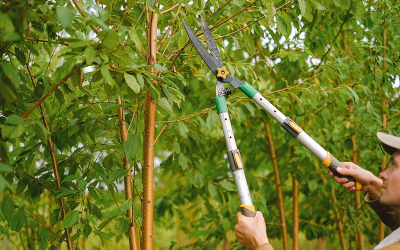 Tree trimming in Winamac, IN